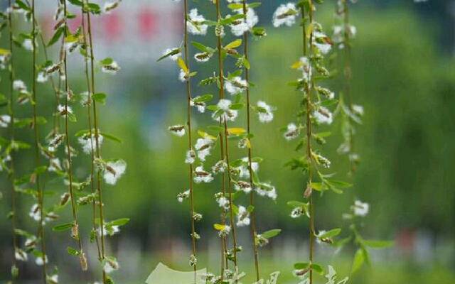 从周密咏物词的语言和写作手法上，看他在词作中表达的情感