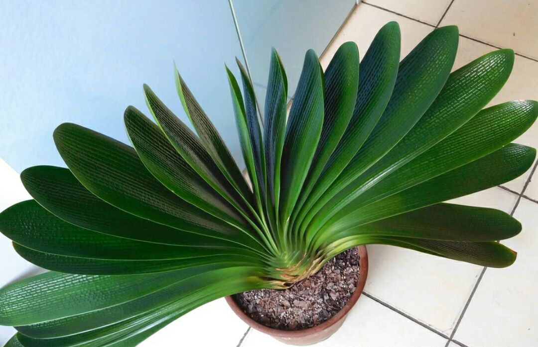 李大姐养君子兰,年年开大花,有吉祥好兆头,原来是她做对5件事