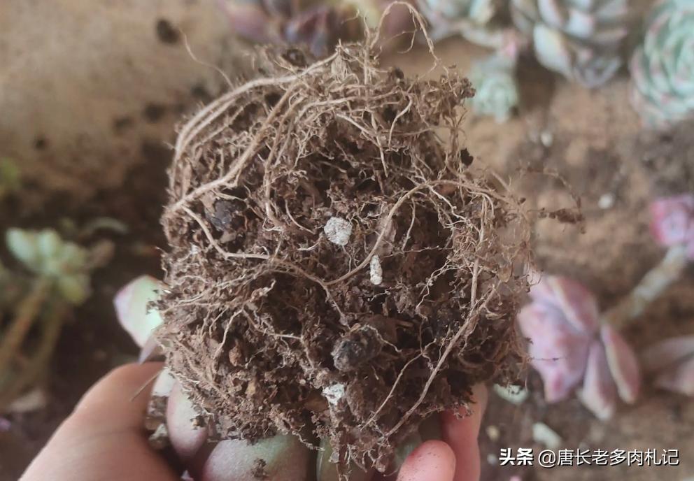 根系很发达的多肉怎么修根,刚买回来的多肉