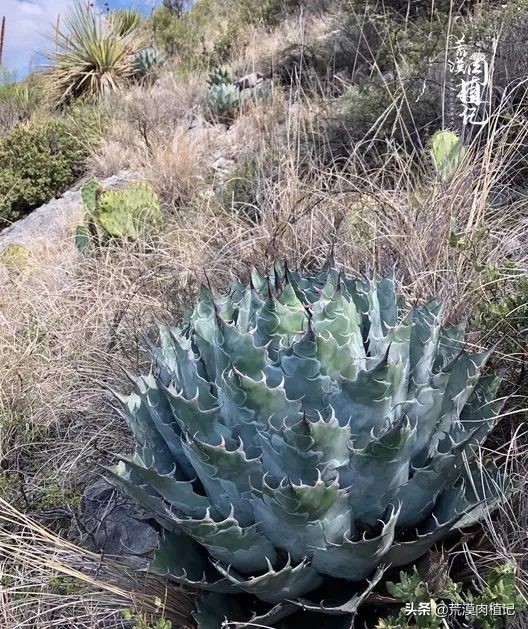 极品龙舌兰,精品龙舌兰欣赏