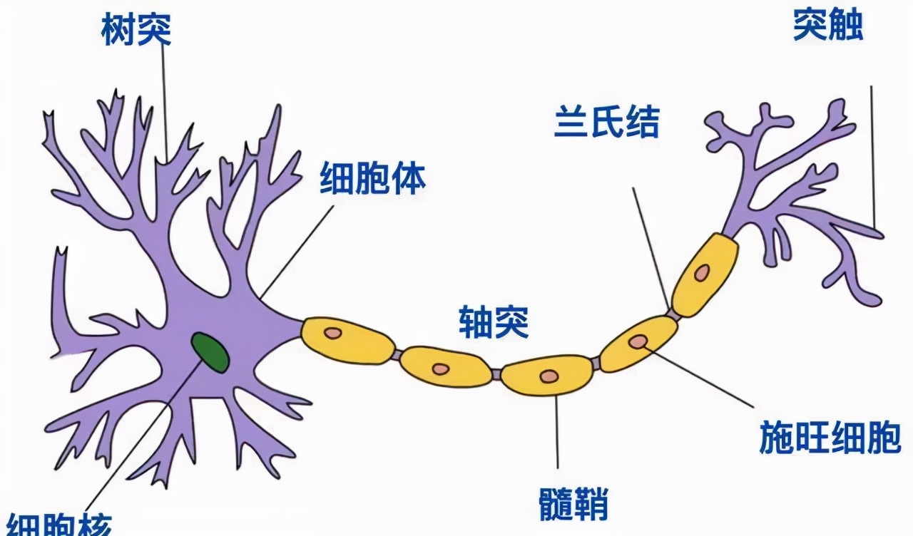 呃！人睡着后，会变冷血动物？睡觉会让大脑缩小20%？