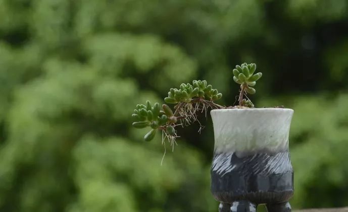 多肉长气根的原因及治疗,为啥多肉杆上长须根