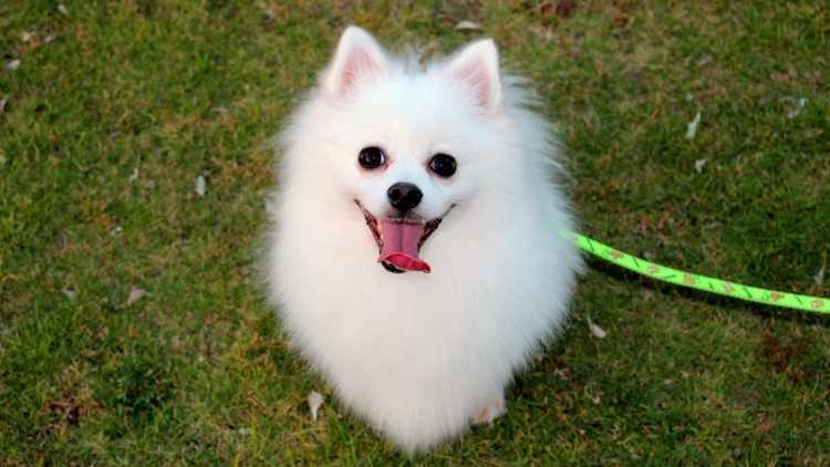 狗狗患有关节炎会不会影响寿命,狗狗关节炎都有哪些表现