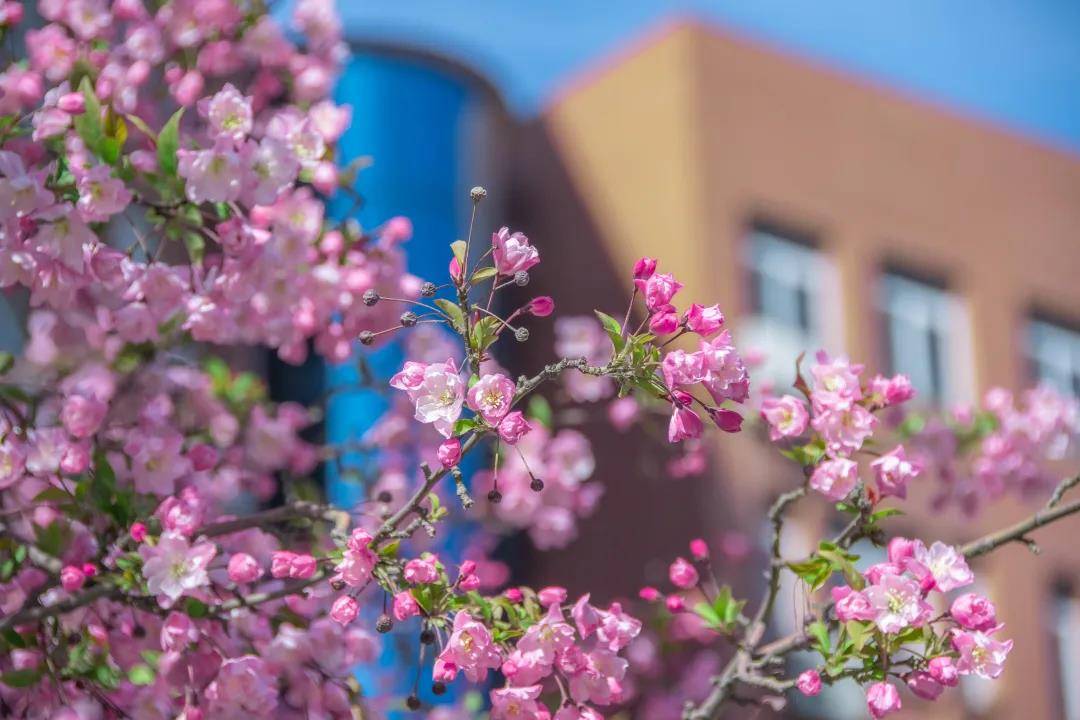 北京第二外国语学院最新排名,北京市属高校北京第二外国语学院