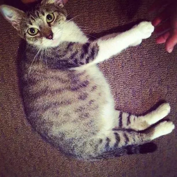 母猫怀孕了铲屎官升级了,猫咪怀孕了铲屎官应该怎么处理