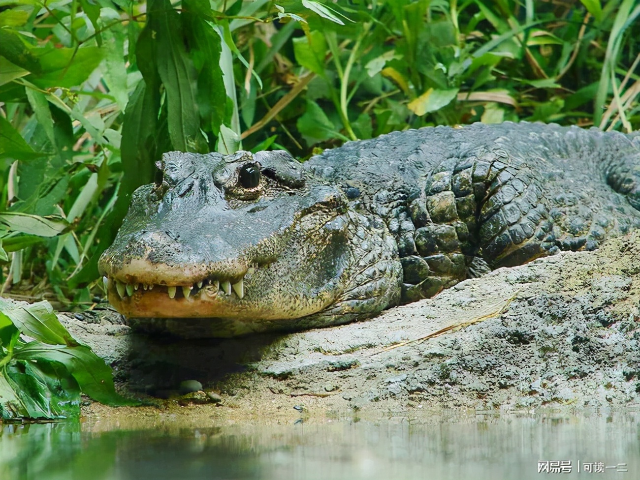 武安市放生鳄鱼抓住了吗,河北武安市放生鳄鱼