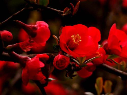 海棠花几乎不长叶,海棠花只开花不结果的品种