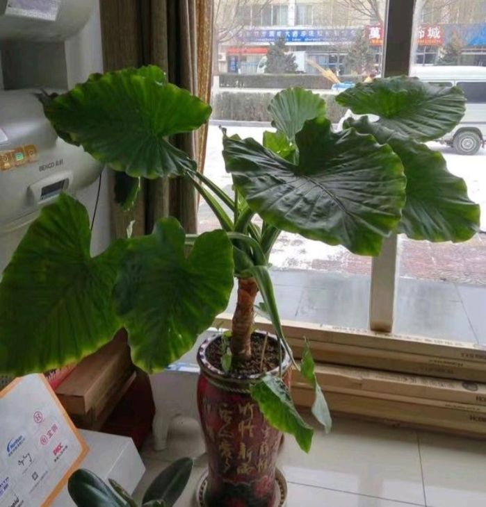 大绿叶花卉滴水观音,绿叶花卉滴水观音开花照片