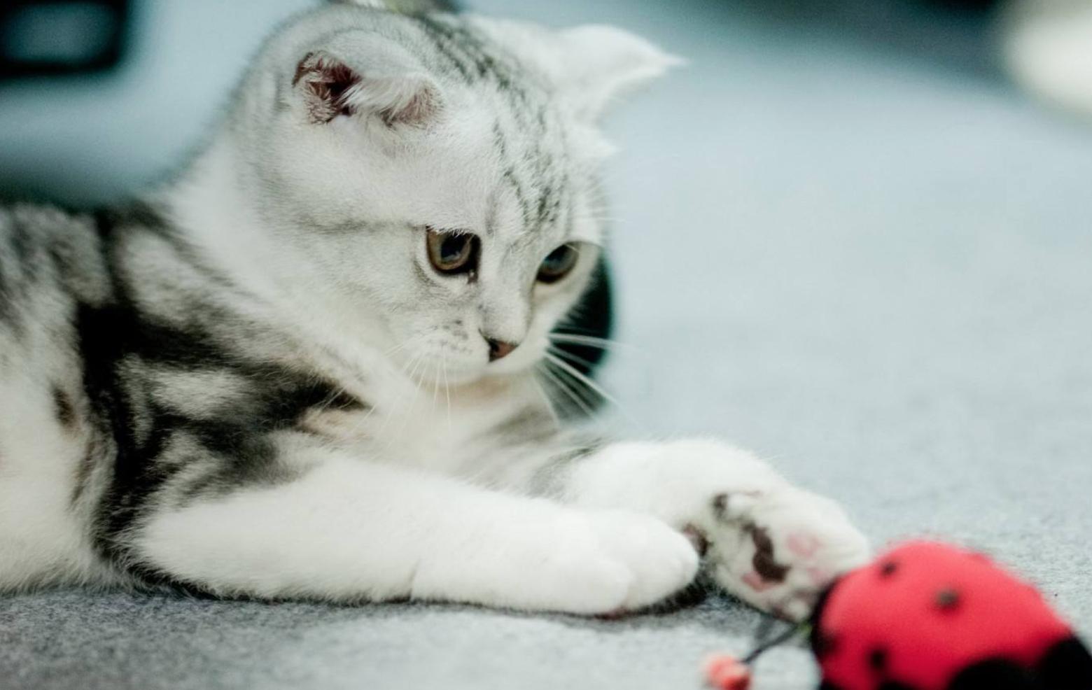 纠正猫咪坏脾气的九个实用办法,猫咪闹春如何帮助猫咪缓解