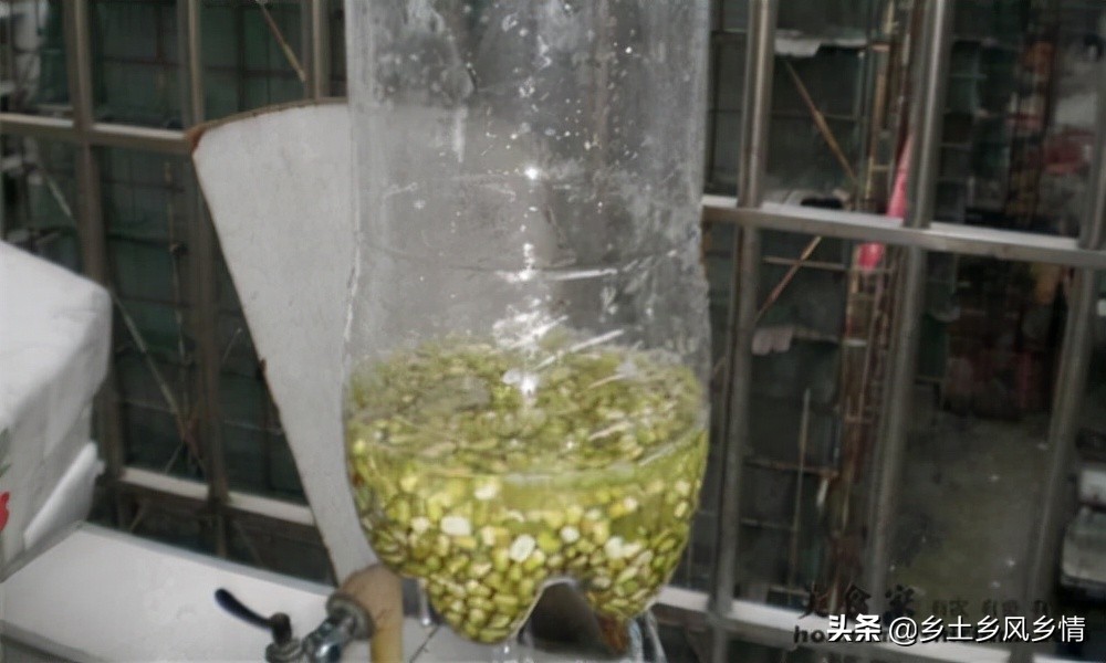 发豆芽的方法视频塑料瓶,发豆芽的简单方法小学生