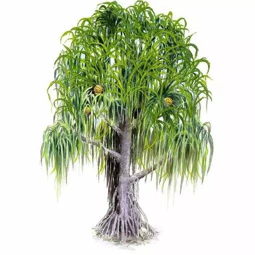 十种不同树叶的画法,五种不同树木的画法简单的