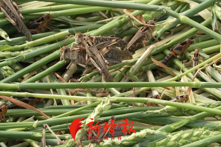 金蝉蚂蚱能吃吗,知了蚂蚱能吃吗