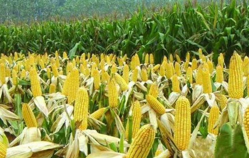 中国农业种子依赖美国吗,卡脖子的农业种子