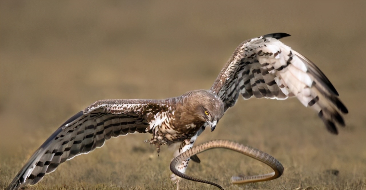 捕蛇奇人,湖南捕蛇奇人视频