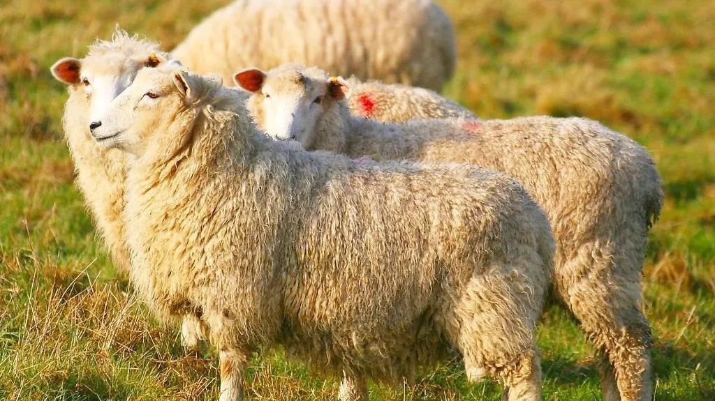 澳洲保健品介绍一览表,为什么澳洲保健品被认可