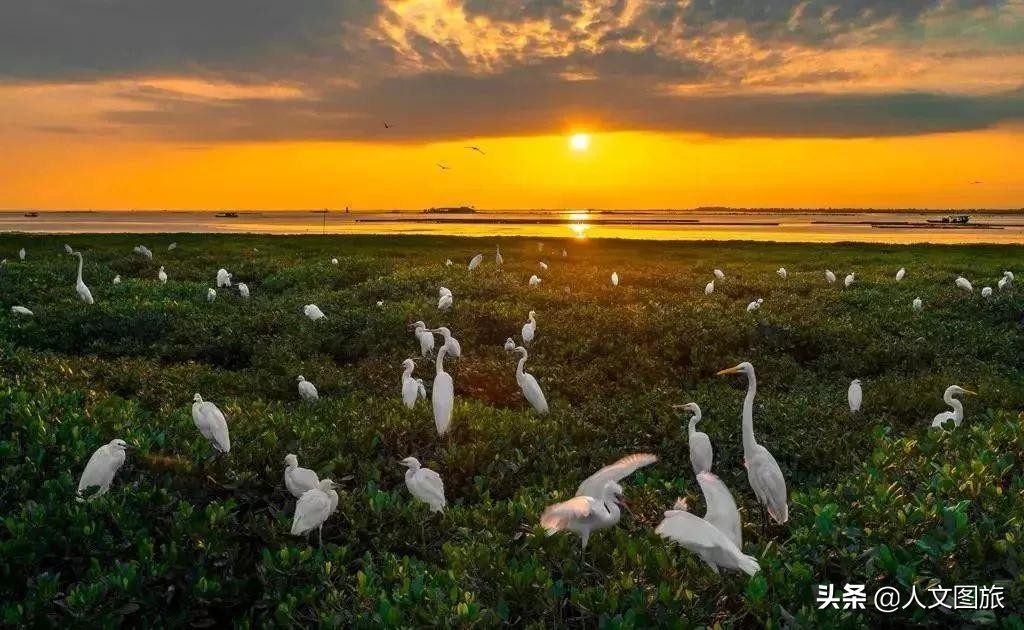 印度尼西亚松巴岛红树林,印度尼西亚的红树林牛角螺