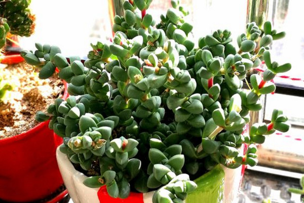 鹿角海棠叶子皱巴巴怎么办,鹿角海棠叶子皱了