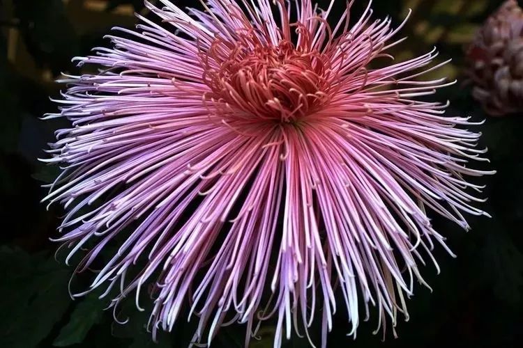 花中四君子菊花国画用笔,花中四君子菊花高清图片