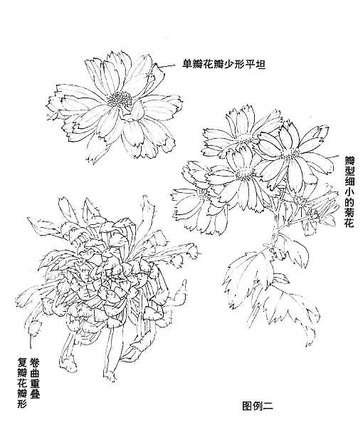 顶级写意菊花图片,写意菊花画教程零基础入门