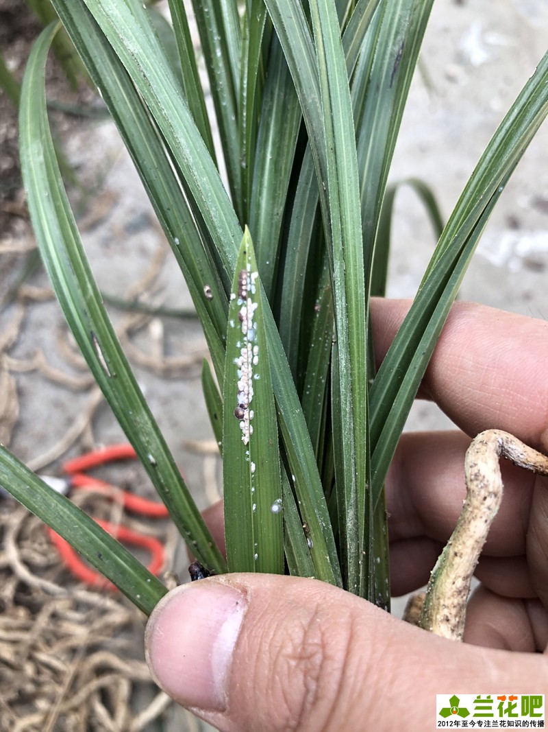 兰叶长介壳虫怎么处理,白兰蚧壳虫