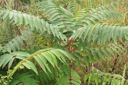 臭椿叶食用有什么危害,臭椿树在中国为啥没有危害