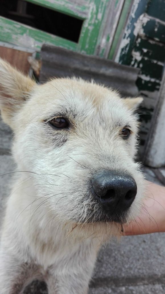 中华田园犬怎么挑选猎犬,怎么挑选土猎犬又不咬人