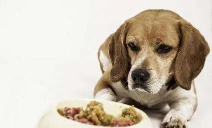 狗狗突然吃饭从快变慢,狗狗突然不吃饭身上还有味道