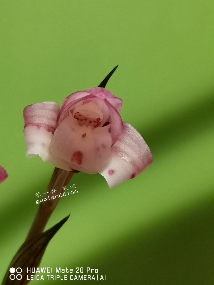 娇美可人的凤冠由来图片,娇美可人的凤冠图片