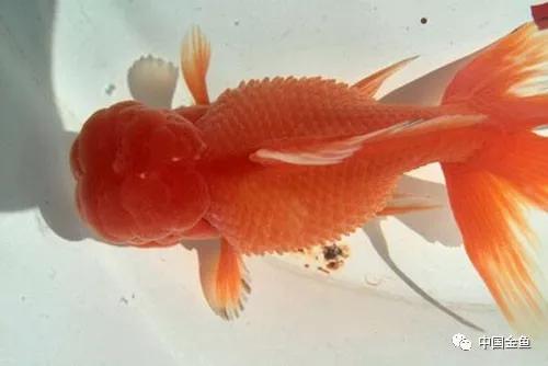 家养金鱼炸鳞怎么办,金鱼炸鳞可以用高锰酸钾吗