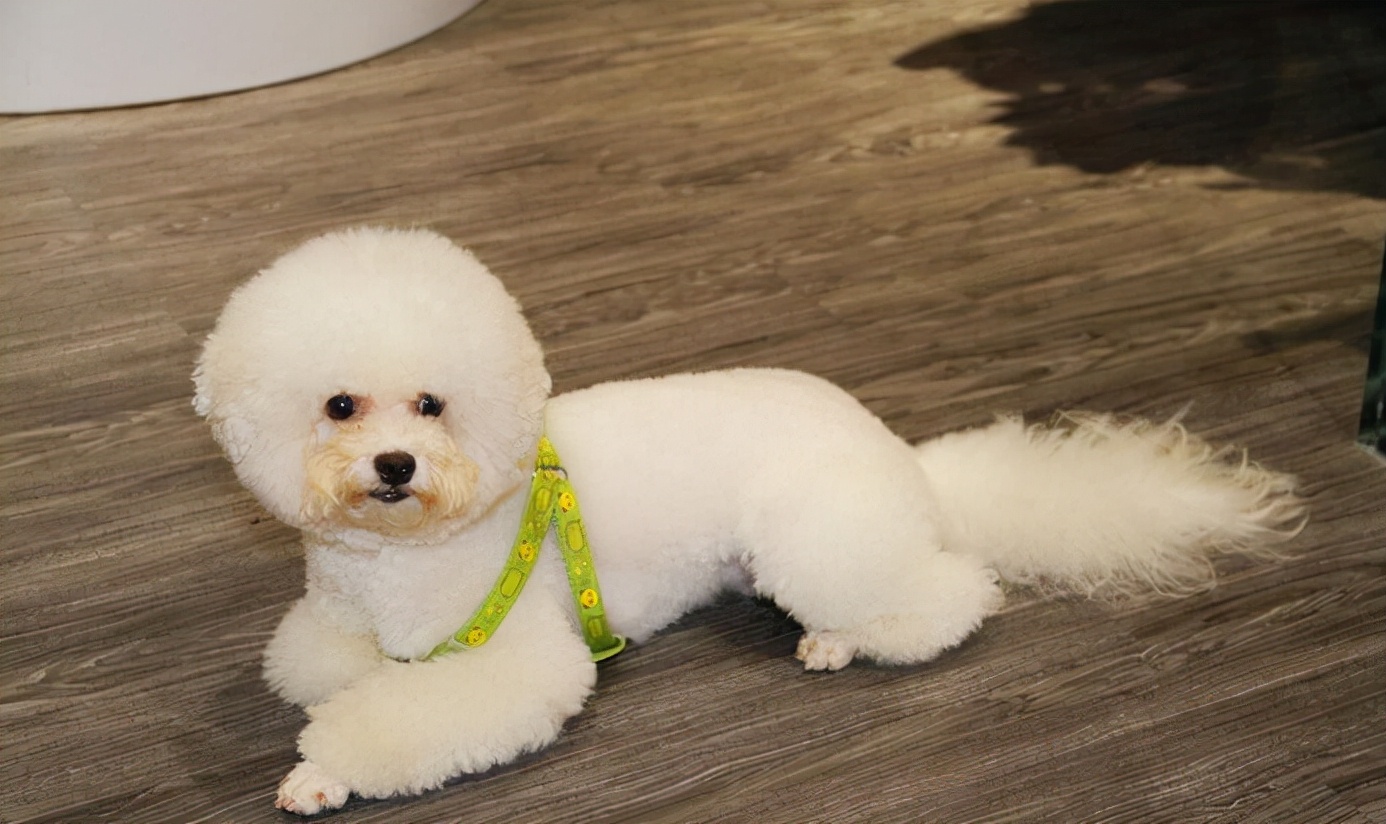 比熊突然特别凶叫怎么办,比熊突然浑身疼是怎么了