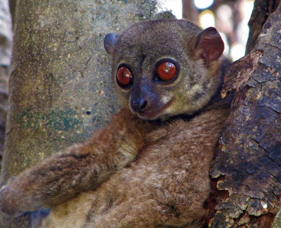 水豚反差,水豚的便便动物们会吃吗