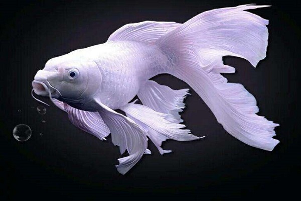 混养龙鱼有哪些,可以和龙鱼混养的有哪些鱼