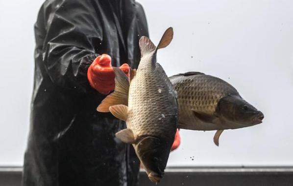 新手必学的绑线技巧,鱼线主线和子线绑法32步教程