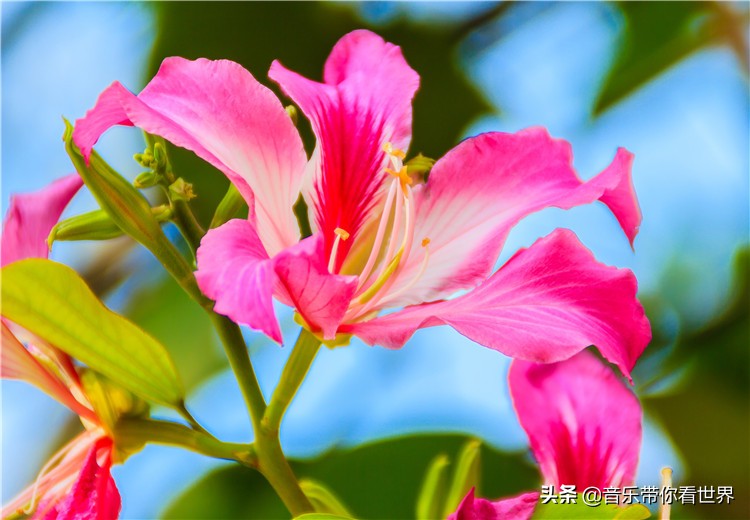 中国各城市市花图片简介,各个城市的市花有哪些