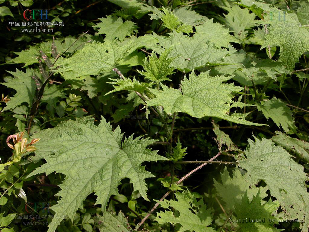中草药荨麻的功效,荨麻疹有什么中草药可以治疗