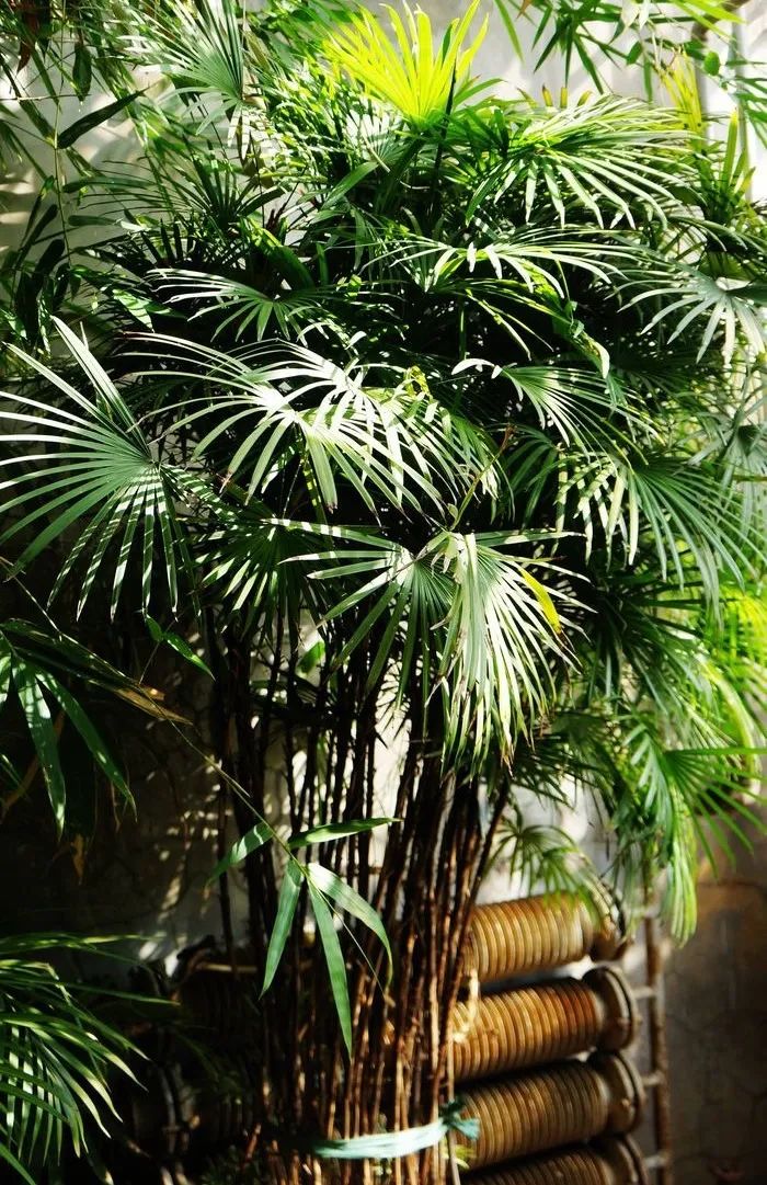 棕竹盆景造型,棕竹盆景的养法