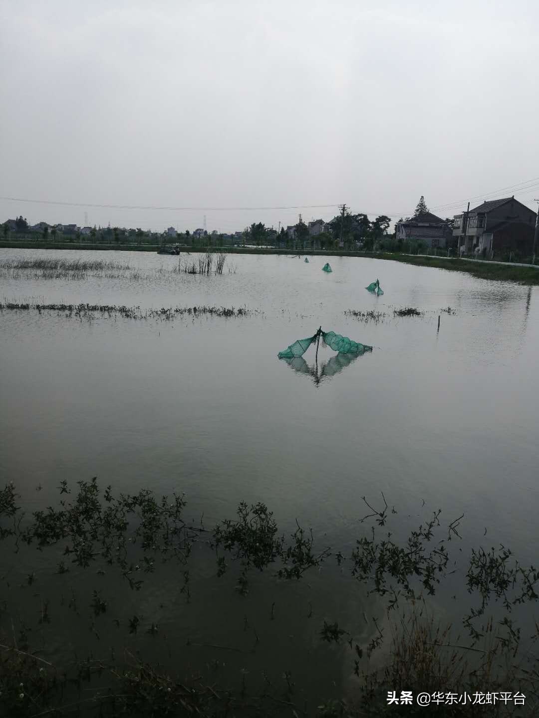 池塘养殖小龙虾高产技术要求,小龙虾养殖塘口全年养殖过程