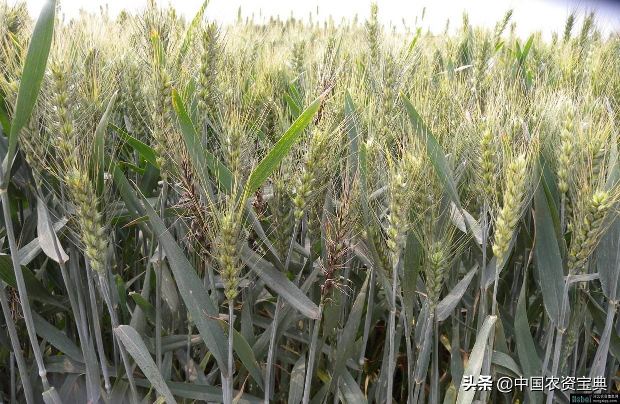 小麦黑穗病病原,小麦矮腥黑穗病发病规律