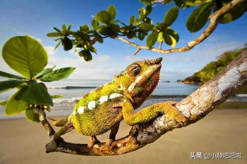 马达加斯加冷知识,马达加斯加的特点和路线