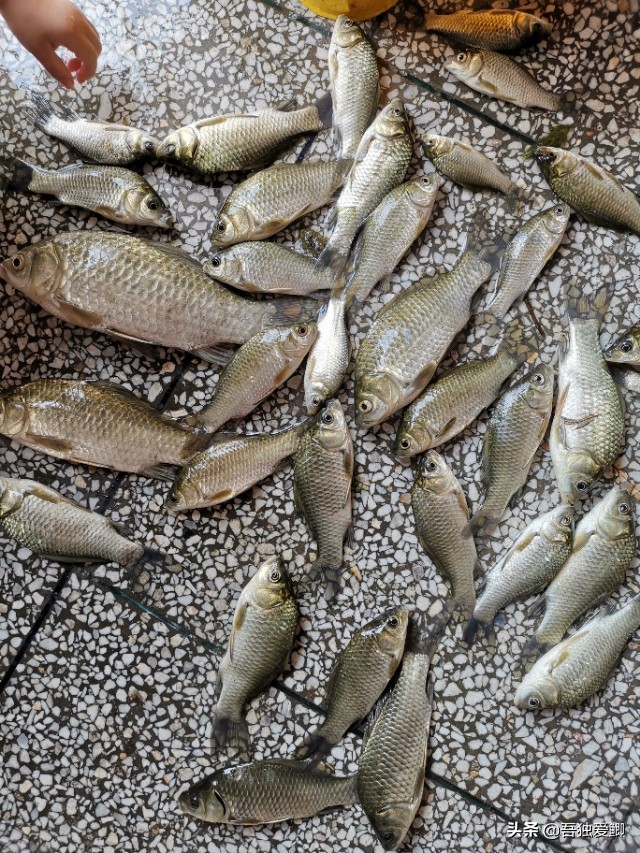 为什么大板鲫吃口很轻,大板鲫一般多少度吃口