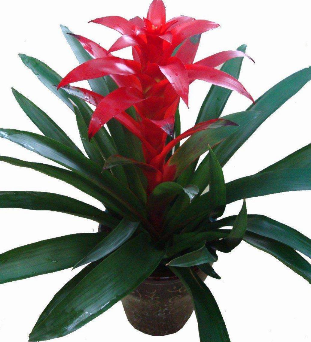 鸿运当头养什么花好,鸿运当头用什么花盆养是最合适的