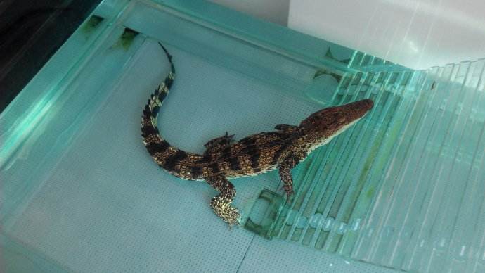 在家养小鳄鱼视频,在家里养小鳄鱼要养什么品种