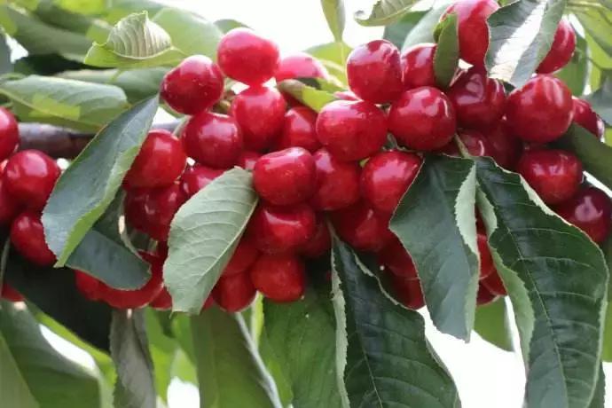 樱桃授粉药啥时候喷合适,樱桃授粉药怎么配