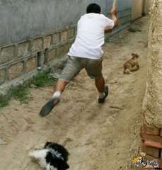 遇到恶狗袭击该怎么办,遭遇恶狗袭击不能以暴制暴