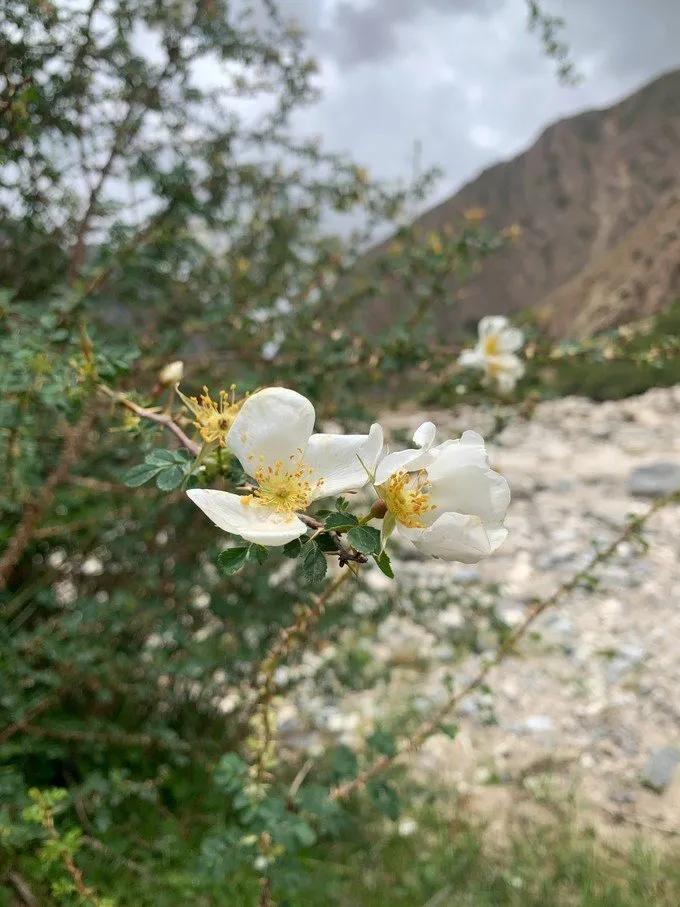 6月徒步乌孙古道骑马穿越,几月去乌孙古道徒步合适