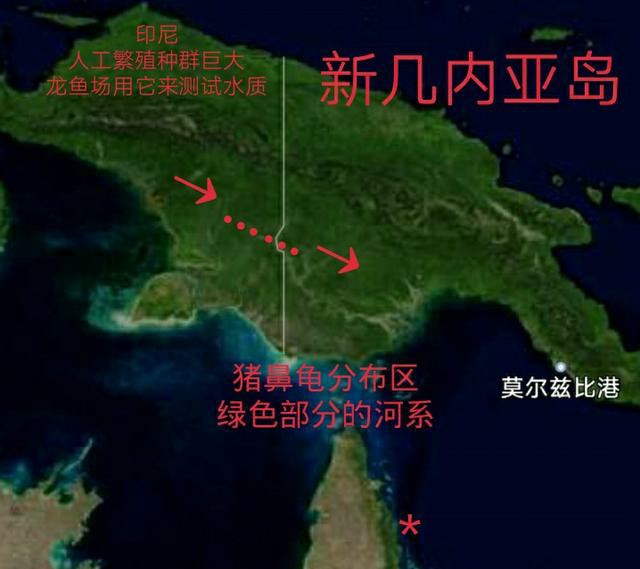 猪鼻龟适合多大的缸养,养了一条龙鱼和一只猪鼻龟好吗