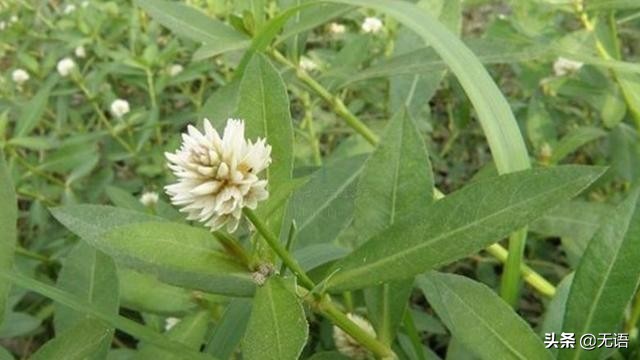 茎像“空心菜”花像“莲花”，农村到处可见，却很少人知其用途