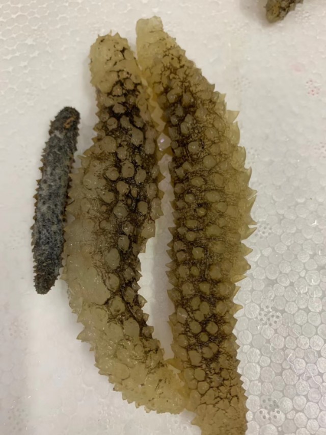 印尼黄金刺参和辽参区别,印尼努沙登加拉野生黄金刺参