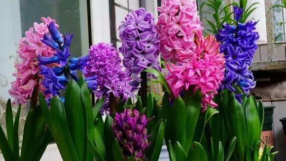 风信子开完花后一直在土里可以吗,开过花的风信子种球怎样处理