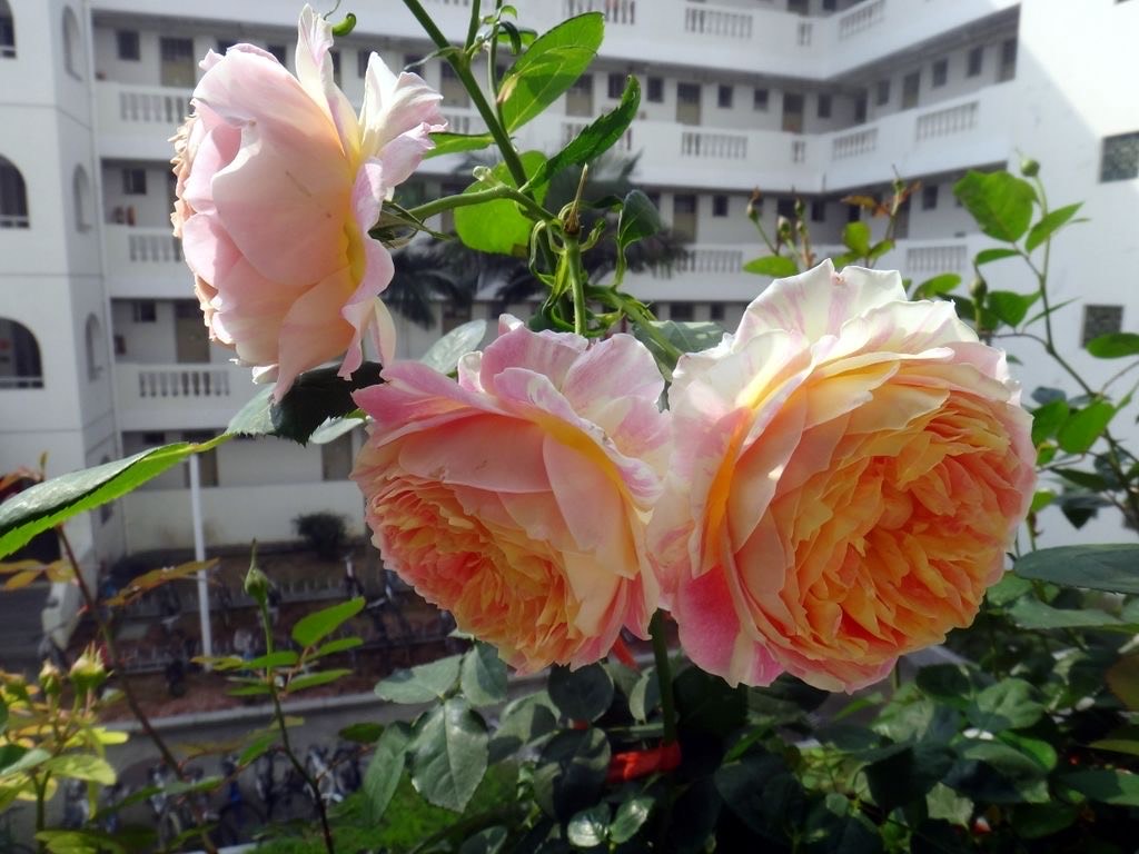 养月季，有6个“技巧”，花苞常常有，成开花机器，开花不停